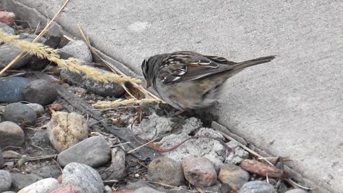 Close-up of bird eating