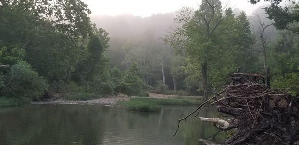 Trees by lake in forest