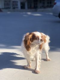 Portrait of dog on street in city