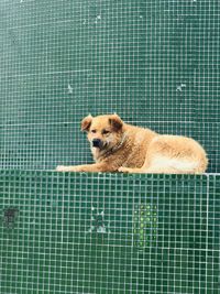 Portrait of dog relaxing in swimming pool