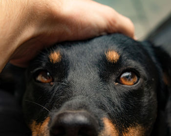 Close up of a cute dog