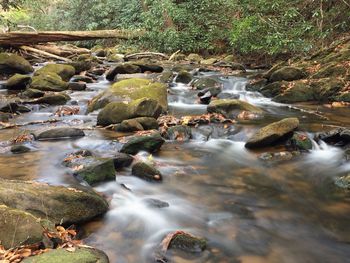 Scenic view of waterfall in forest