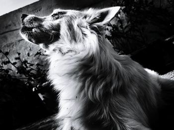 Dog resting on field against surrounding wall