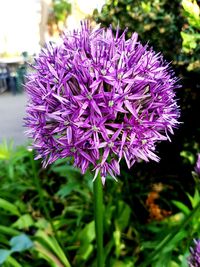 Close-up of purple flowers blooming outdoors