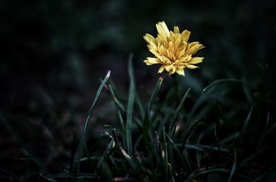 Close-up of yellow flowering plant on field