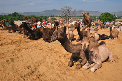 Flock of sheep on field