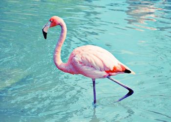 Birds in water