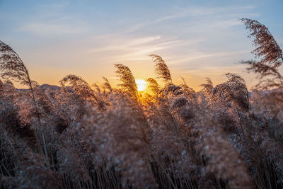 Close-up of stalks against sky during sunset