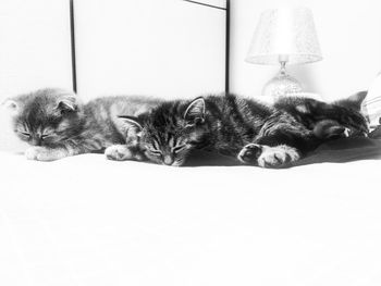 Cats resting