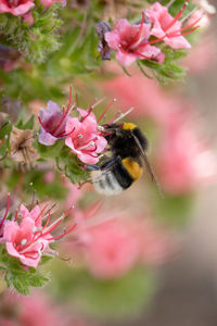 Close-up of bee pollinating on pink flower