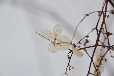 Close-up of flower against blurred background