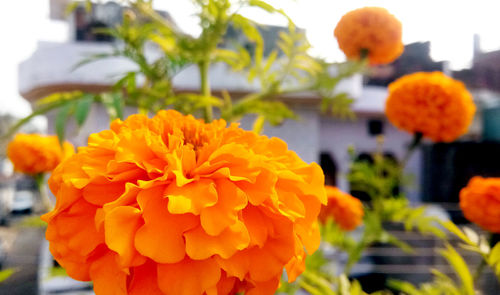 Close-up of orange marigold flowers