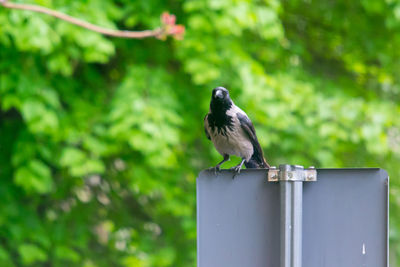 Close-up of bird perching on a plant