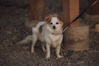 Portrait of dog standing outdoors