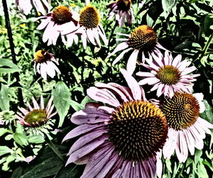 Close-up of flowers