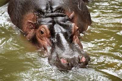 High angle view of hippopotamus in river
