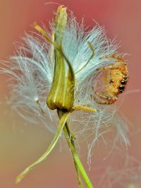 Close-up of jumping spider on dandelion flower