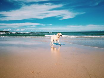 Labrador at beach