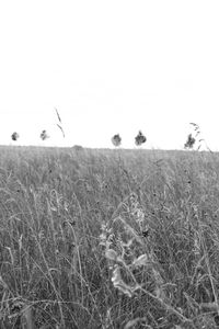 Scenic view of field against clear sky