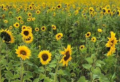 Close-up of sunflower field