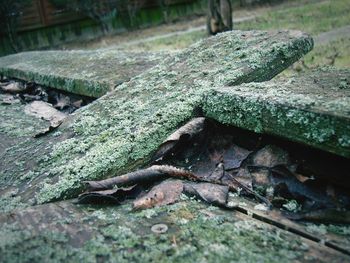 Close-up of tree trunk