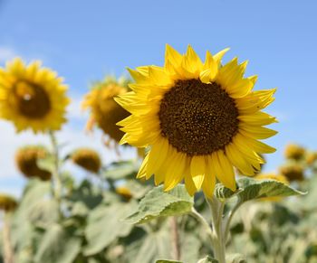 Close-up of fresh yellow sunflower blooming in field against clear sky