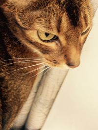 Close-up portrait of cat