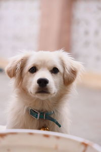 Close-up portrait of white dog