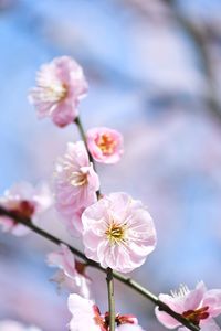 Close-up of pink cherry blossom