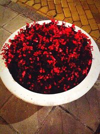 Directly above shot of red flowers