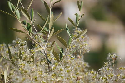 Close-up of plant growing on field