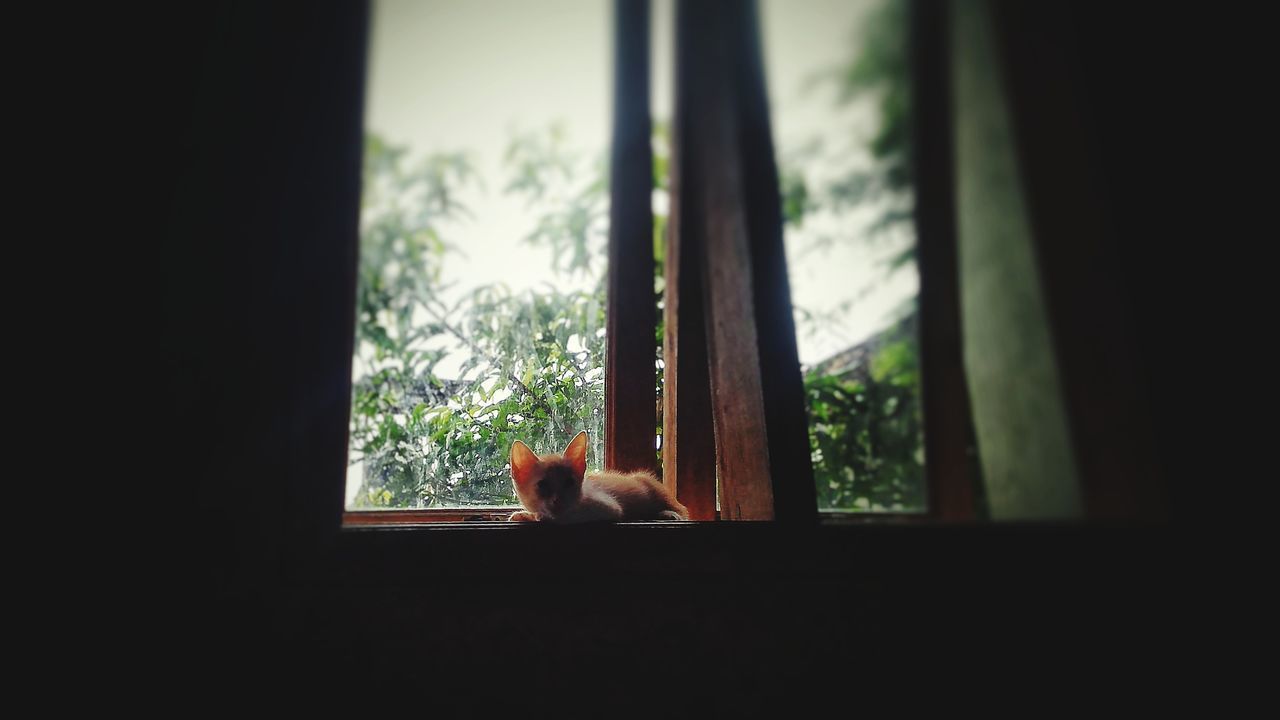 CAT LOOKING AWAY THROUGH WINDOW