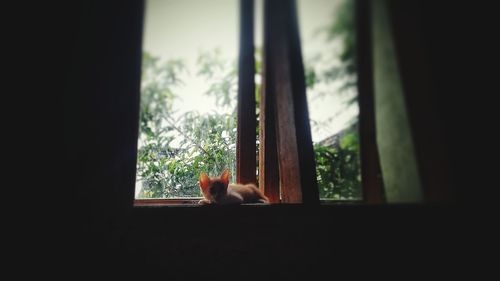 Cat looking through window