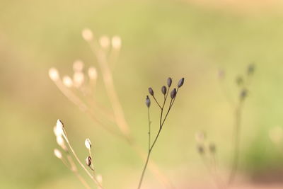 Close-up of flowering plant against blurred background