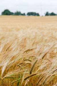 Scenic view of wheat field against sky