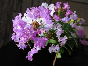 Close-up of bee pollinating on purple flower