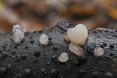 Close-up of pebbles on rock