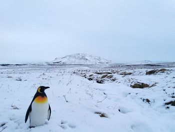 Penguin on snow covered landscape against sky