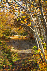 Trees growing in forest during autumn