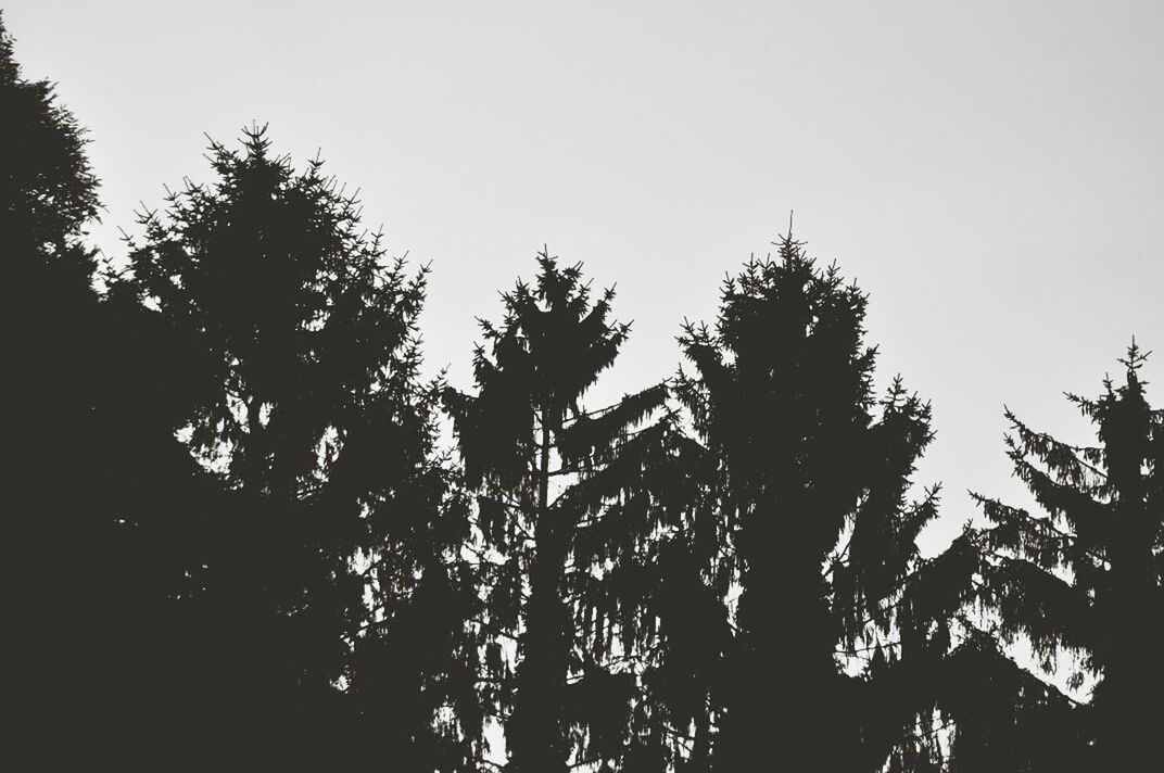 clear sky, tree, low angle view, copy space, silhouette, growth, tranquility, nature, beauty in nature, branch, tranquil scene, scenics, sky, outdoors, no people, high section, dusk, idyllic, plant, day