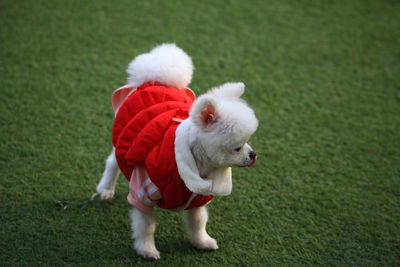 White dog looking away on grass