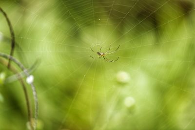 Close-up of spider on web