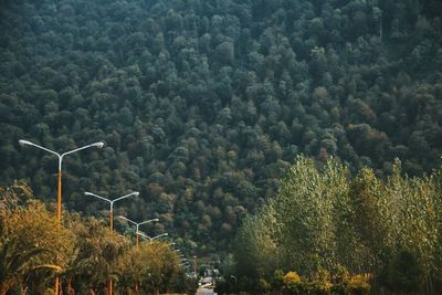 Trees growing on mountain