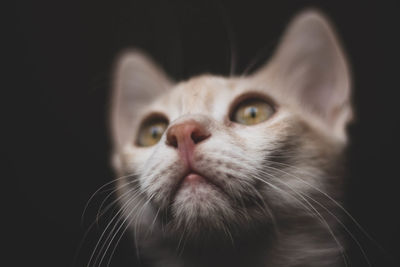 Close-up of cat against black background