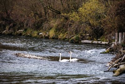 View of ducks swimming in lake
