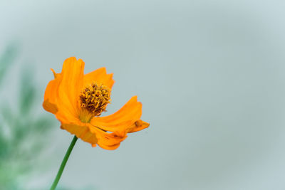 Close-up of orange flower against clear sky