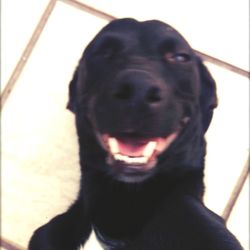 Close-up portrait of black dog