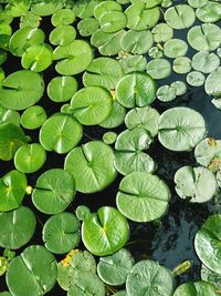 High angle view of water lily in lake