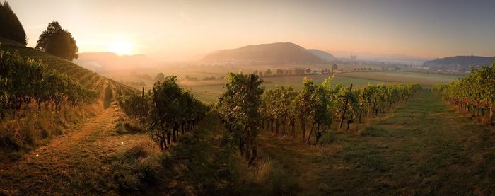 Scenic view of vineyard against sky during sunset