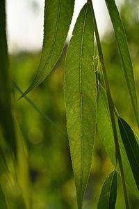 Close-up of leaves